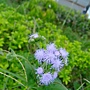 霍香薊(紫花) 1030724_2 中山路二段136巷.jpg