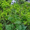 紫花藿香薊 1030724_3 中山路二段136巷.jpg