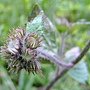 霍香薊(紫花) 1040205 _1 廟美綠林小徑..JPG