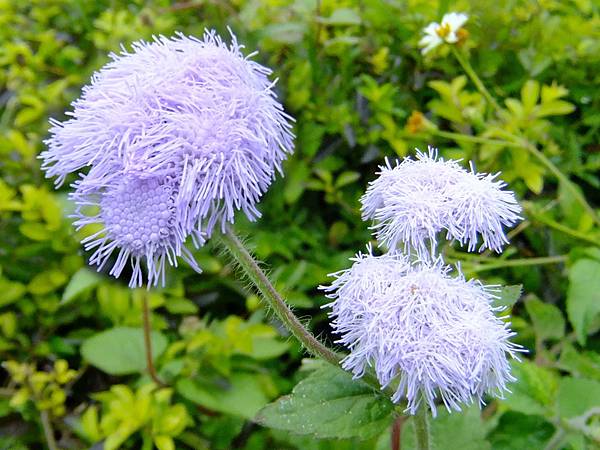 紫花藿香薊 1040205 _3 廟美綠林小徑.JPG