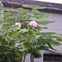 木芙蓉 951106#1~14點-2.JPG