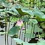 荷花 1030623_6 植物園.jpg