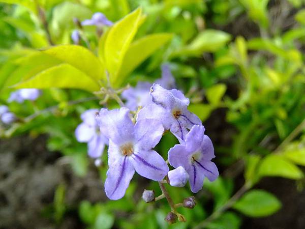 金露花 1031002_3 中和區公所前公園.jpg