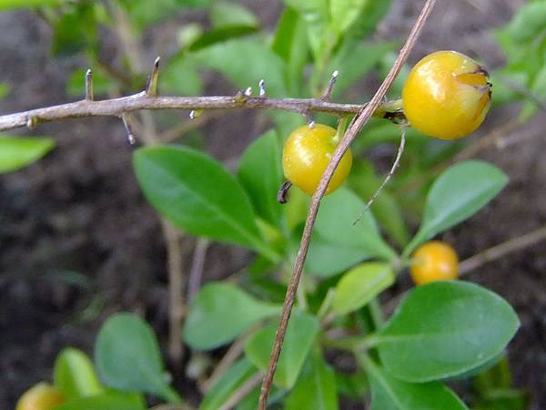 金露花 1031002_6 中和區公所前公園.jpg