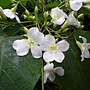 油洞花 950429_5 三峽鳶山.JPG