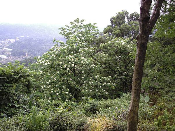 油洞花 950429_6 三峽鳶山.JPG