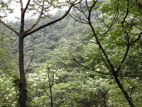 油洞花 950429_8 三峽鳶山.JPG