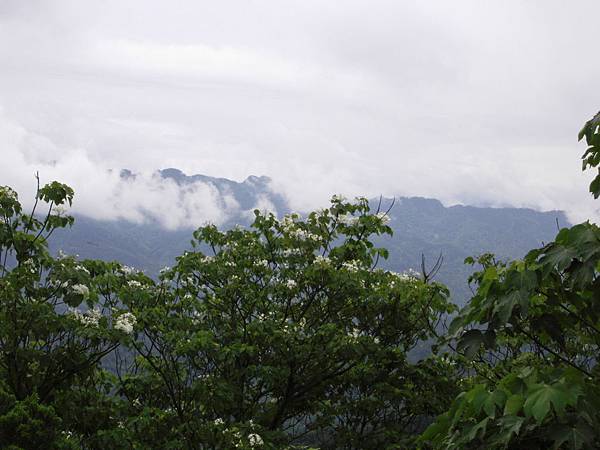 油洞花 950429_10 三峽鳶山.JPG