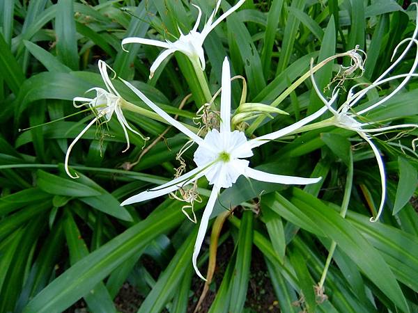 蜘蛛百合 1030722_2 青年公園.jpg