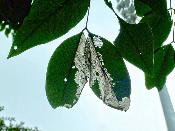 阿勃勒 1030924_07 區公所前公園.jpg