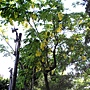 阿勃勒950702-07青年公園.JPG