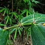 八芝蘭竹 1040606_2 圓通寺.JPG