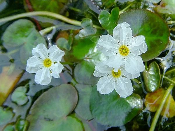 龍骨瓣莕菜 1040429_1 中和國小.JPG