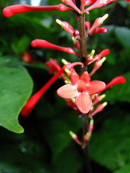 紅樓花 1041111 綜合運動場.jpg