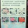 杜鵑 1050402_26 台灣大學.JPG