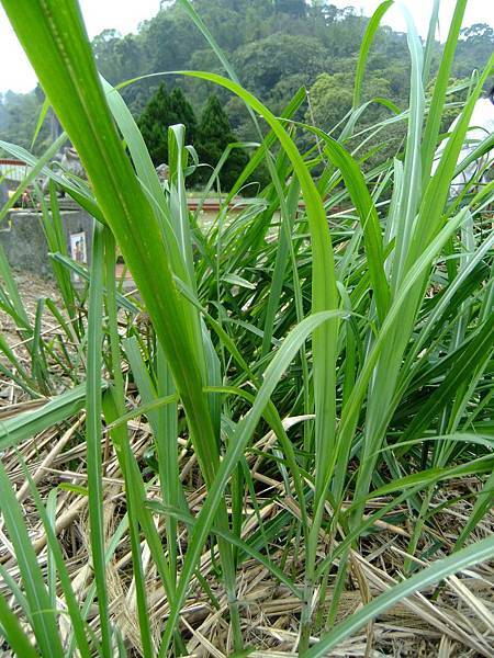 菅草(五節芒.芒草) 1050409_2 新北三峽山區.JPG