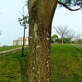 苦楝 1050406_3 4號公園.JPG