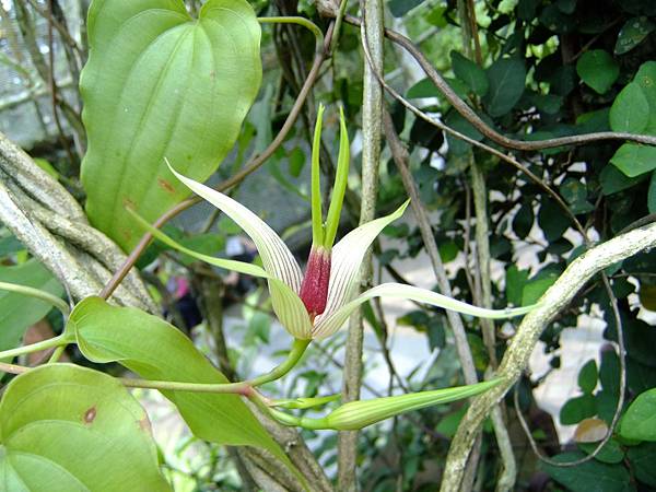 百部 1050426_06 台北植物園.JPG