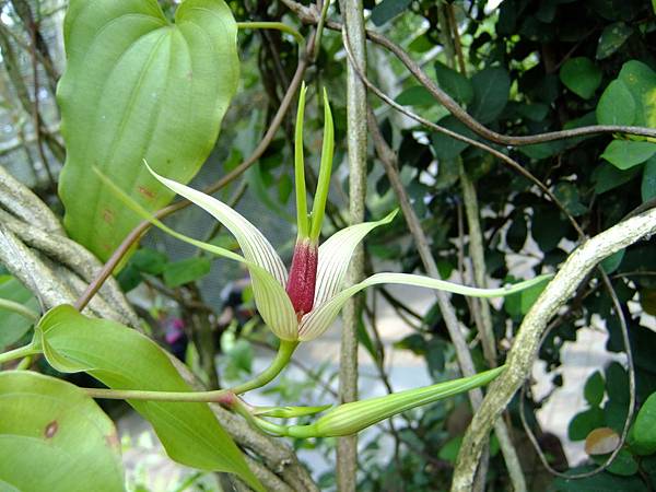 百部 1050426_08 台北植物園.JPG