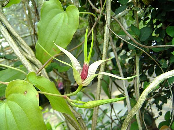 百部 1050426_14 台北植物園.JPG