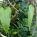 百部 1050426_24 台北植物園.JPG