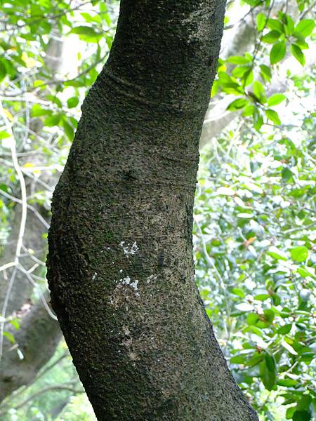 無憂樹 1050426_2 台北植物園.JPG