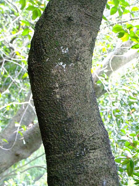 無憂樹 1050426_3 台北植物園.JPG