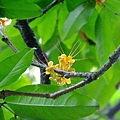 無憂樹 1050426_8 台北植物園.JPG