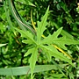 七爪菜欒藤 1050423_2 台北植物園.JPG