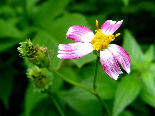 大花咸豐草 1050504_05 4號公園.JPG