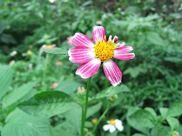 大花咸豐草 10505011_06 4號公園.JPG