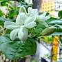 茉莉花 1050510_5.JPG