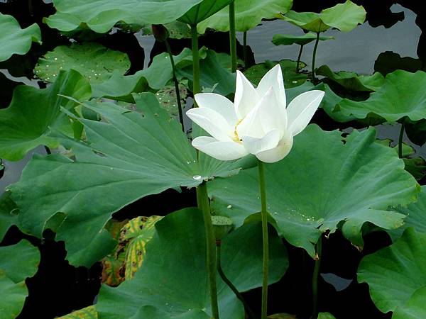 荷花 1050611_03 台北植物園.JPG