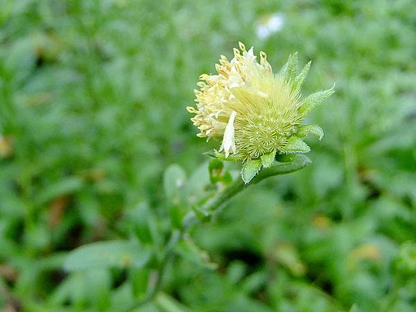 台灣狗娃花 1050611_2 台北植物園.JPG