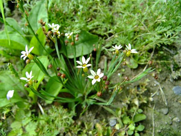 一年生庭菖蒲 1050523_3 華中橋河濱公園.JPG