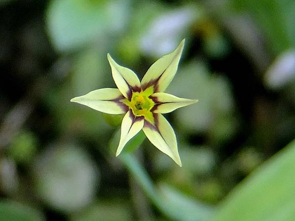 一年生庭菖蒲 1050523_4 華中橋河濱公園.JPG