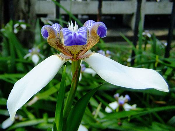 巴西鳶尾 1050508_2 青年公園.JPG