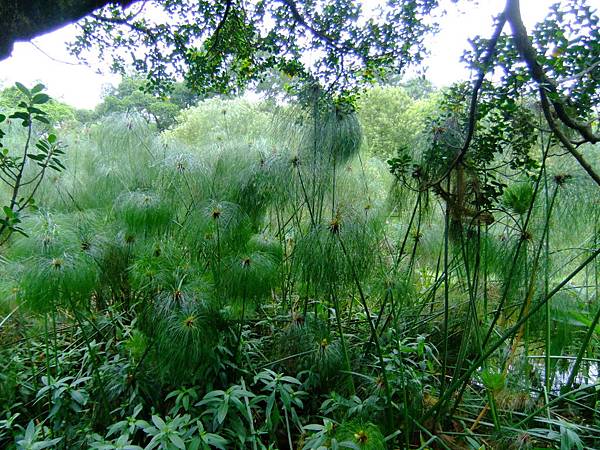 紙莎草 1030722_1 青年公園.jpg