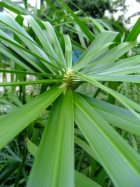 輪傘莎草 1030716_1 雙和公園.jpg