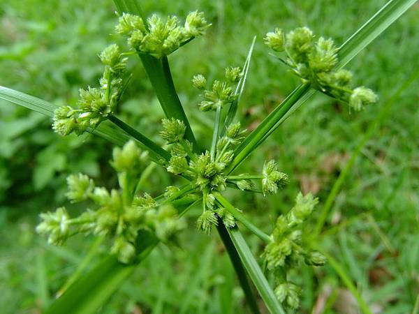 頭穗莎草 1030812-4 連城路公園.jpg