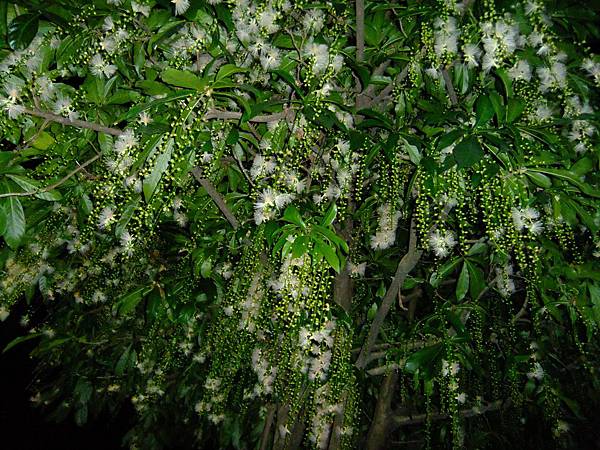 穗花棋盤腳 1050620_1 區公所前公園.JPG