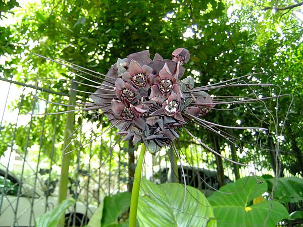 箭根薯(蝙蝠花) 1050920_3 植物園.JPG