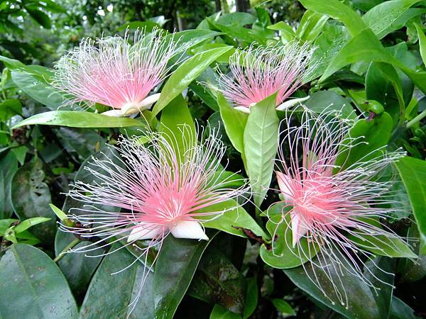 穗花棋盤腳 1050920_1 植物園.JPG