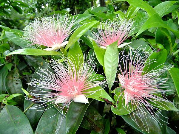 穗花棋盤腳 1050920_2 植物園.JPG