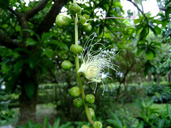 穗花棋盤腳 1050920_4 植物園.JPG