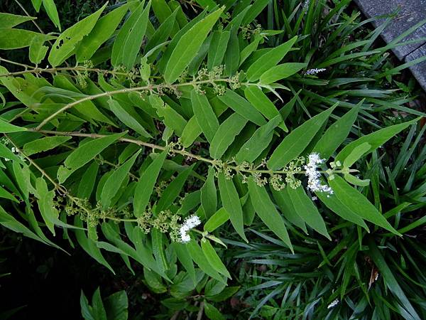 白花細葉紫珠 1050920_4 植物園.JPG