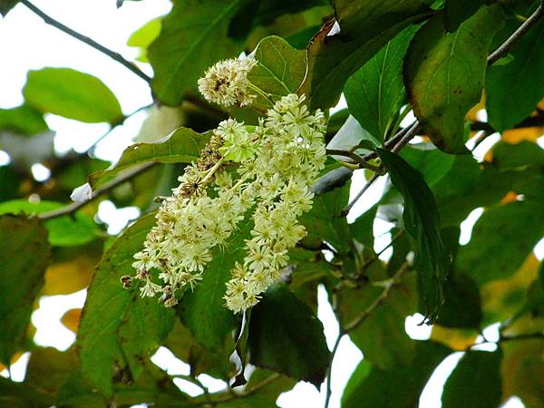 天料木 1051103_1 植物園.JPG