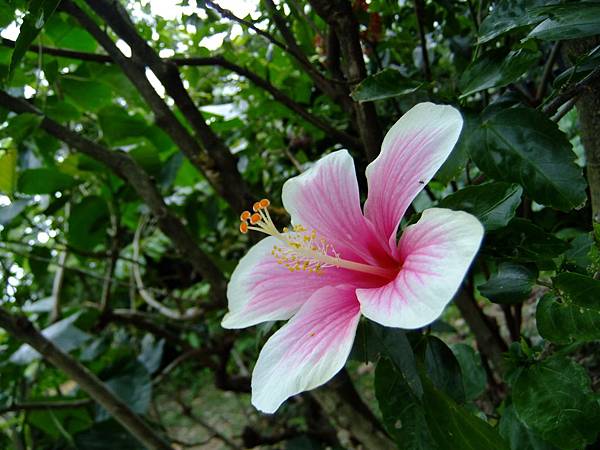 朱槿(月光) 1051103_1 植物園.JPG