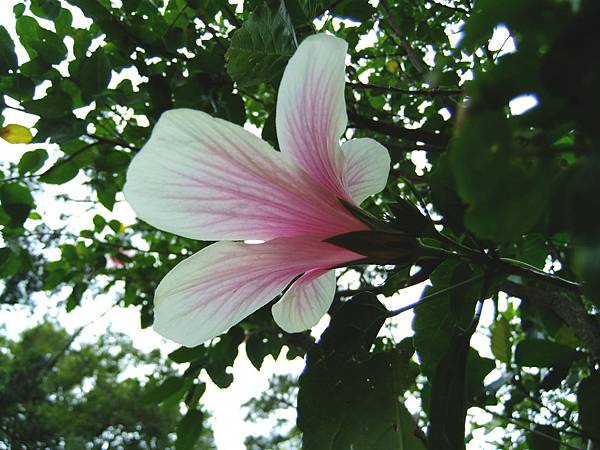 朱槿(月光) 1051103_2 植物園.JPG