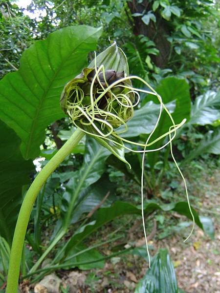 箭根薯(蝙蝠花) 1051103_1 植物園.JPG